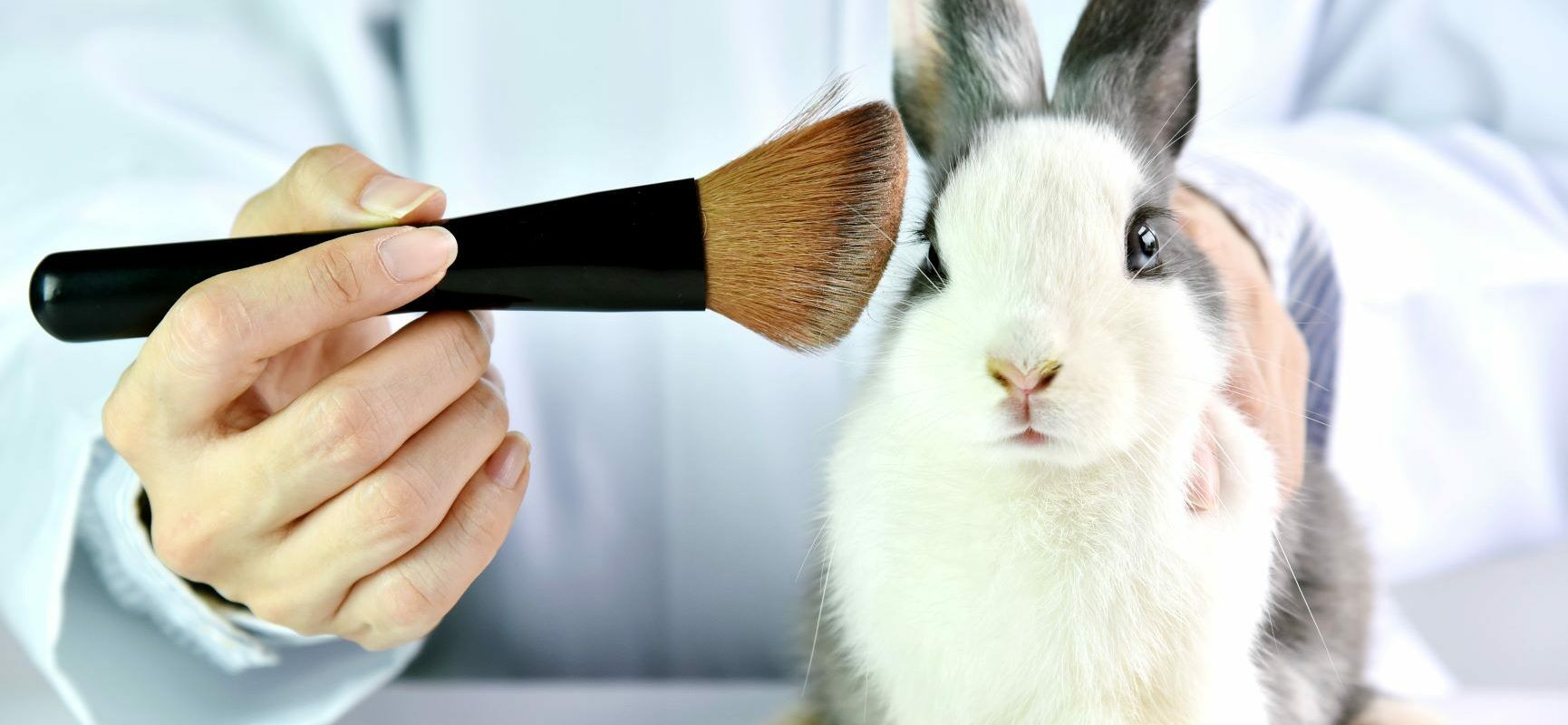 Kosmetyki nie testowane na zwierzętach - jak i gdzie ich szukać? Jak znaleźć kosmetyki cruelty free? Królik poddawany badaniom w laboratorium z przystawionym pędzelkiem do makijażu do uszu.