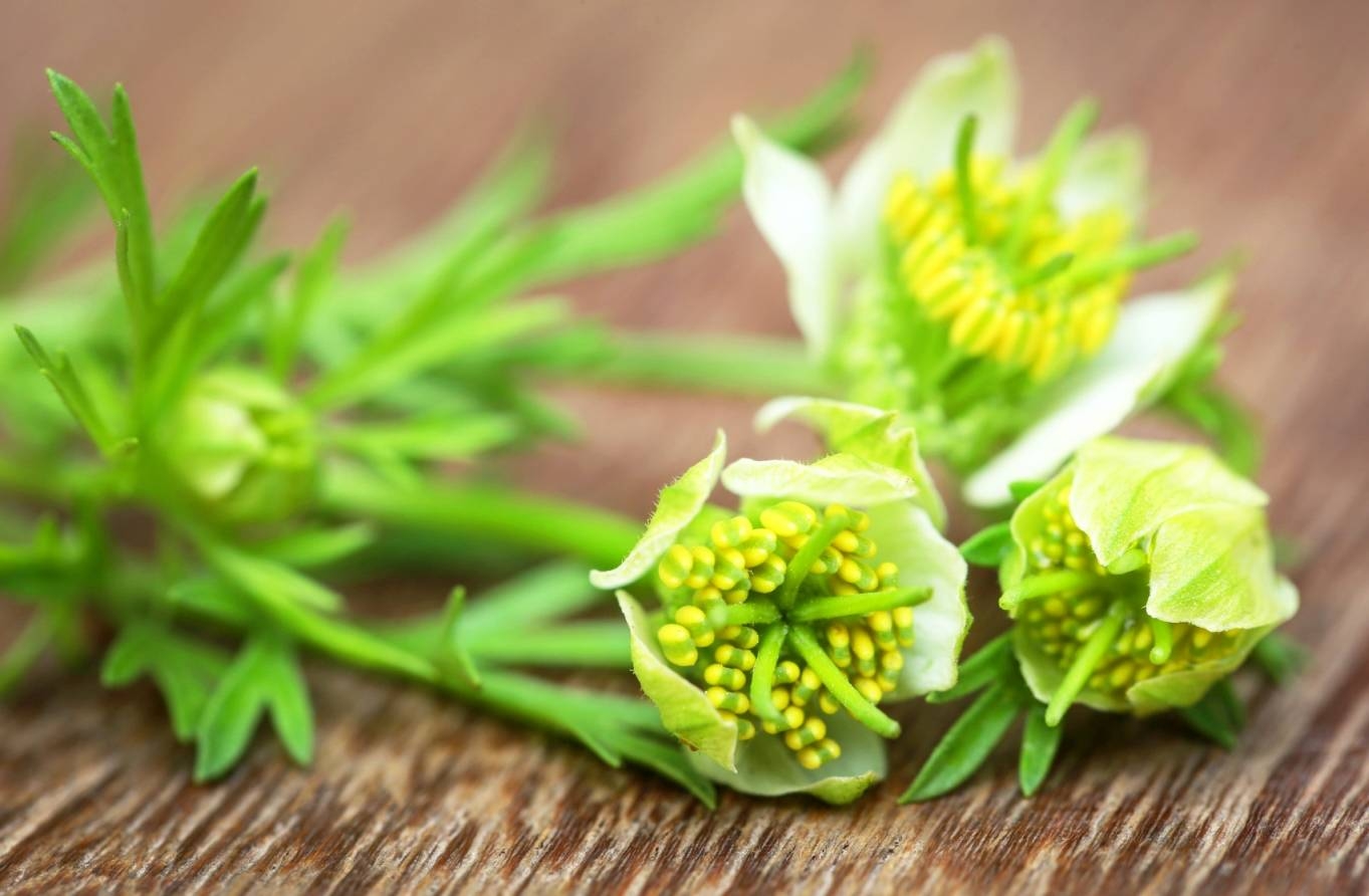 Czarnuszka jest stosowana w lecznictwie i w kuchni. Roślina czarnuszka Nigella sativa.