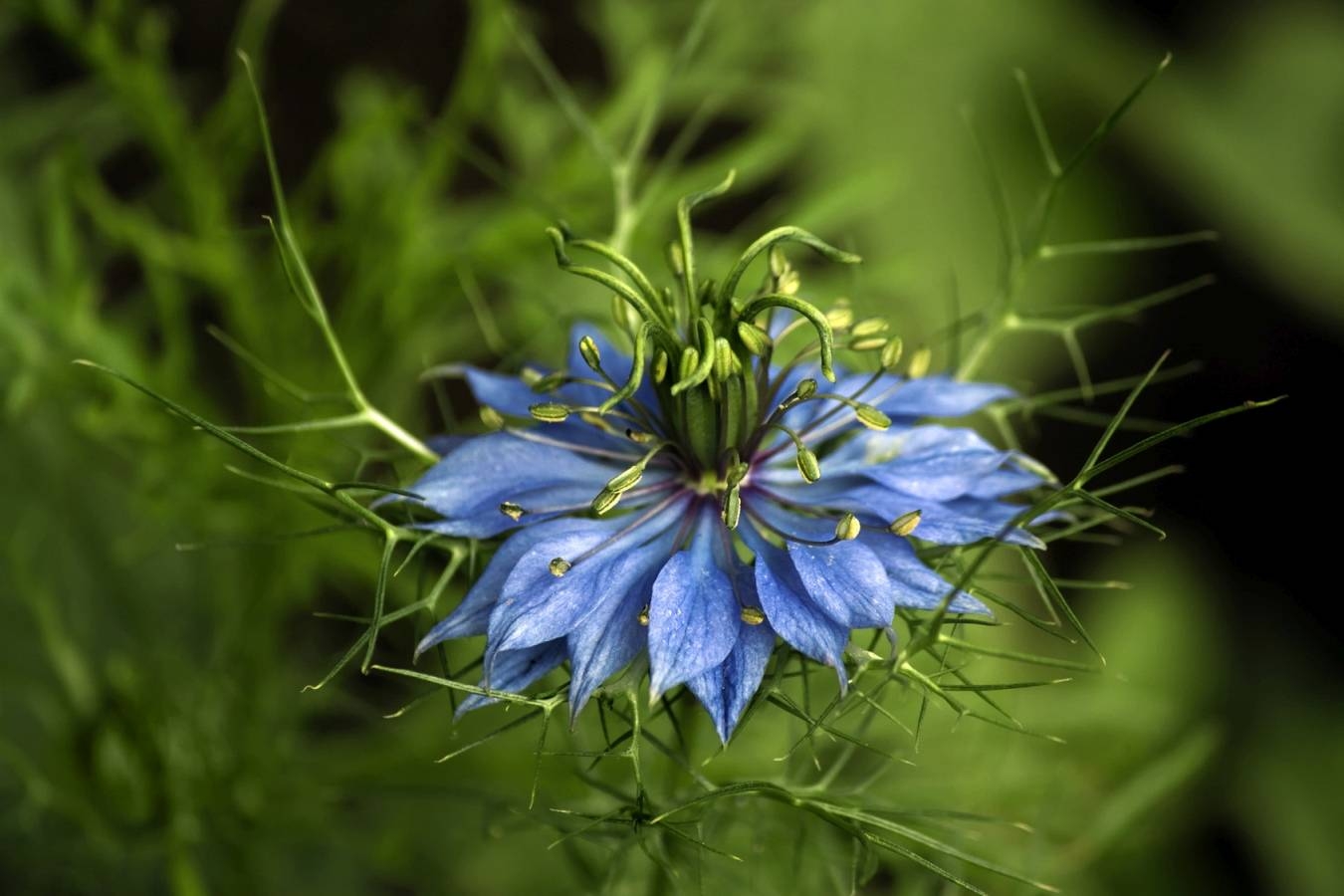 Czarnuszka jest stosowana w lecznictwie i w kuchni. Roślina czarnuszka Nigella damascena.