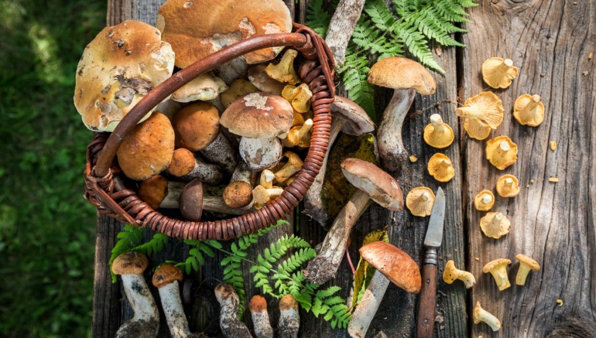 Gdzie są grzyby w lesie? Gdzie się udać na grzybobranie? Grzyby jadalne po zbiorze w koszyku wiklinowym i na starym drewnianym stole.