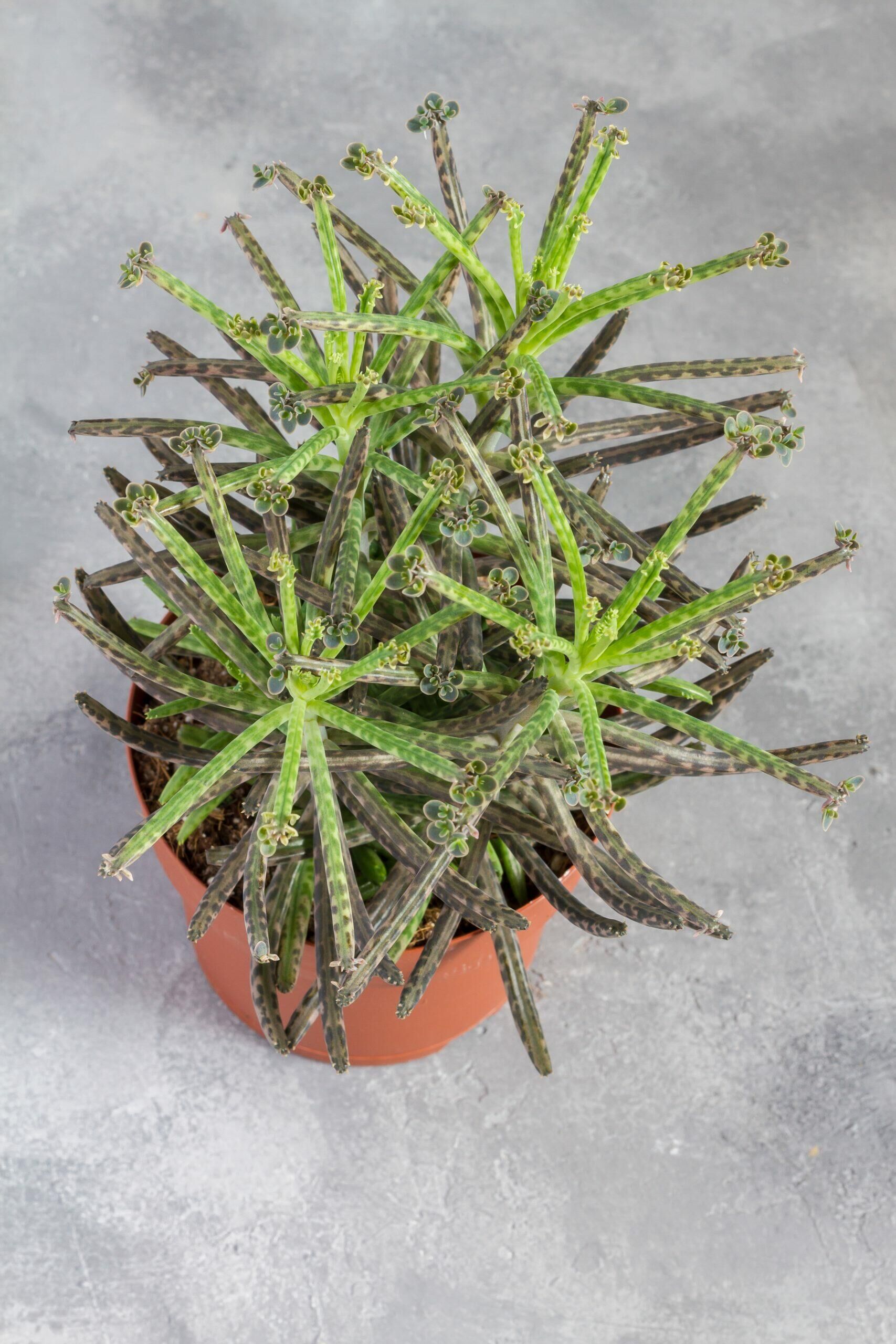 kalanchoe tubiflora