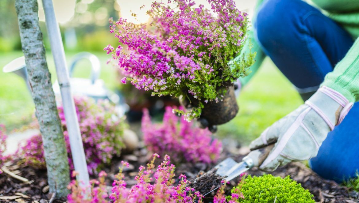 Jesień w ogrodzie - jak zadbać o ogród i taras jesienią i co sadzić? Kobieta sadzi w ogródku piękne fioletowe wrzosy.