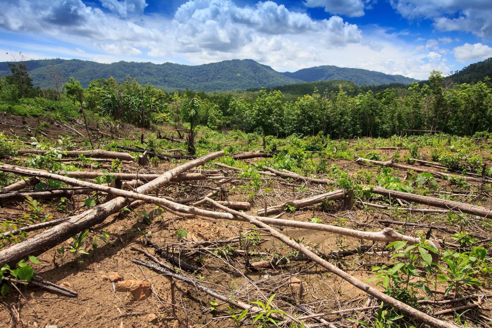 Wykarczowany las topikalny pod plantację oleju palmowego. Olej palmowy zagraża naturalnemu środowisku zwierząt zamieszkujących indonezyjską i malezyjską dżunglę.