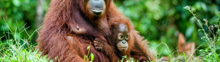 Mama orangutanica ze swoim dzieckiem w naturalnym środowisku na Borneo. Sprawdź, dlaczego olej palmowy jest szkodliwy nie tylko dla zdrowia, ale i dla środowiska.