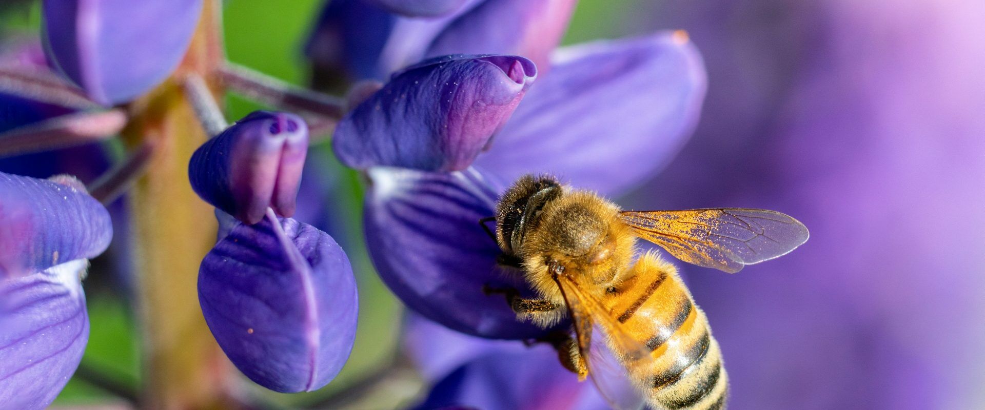 Pszczoła miodna przysiadła na niebieskim kwiatku i zbiera nektar. Rośliny miododajne dla owadów zapylających.